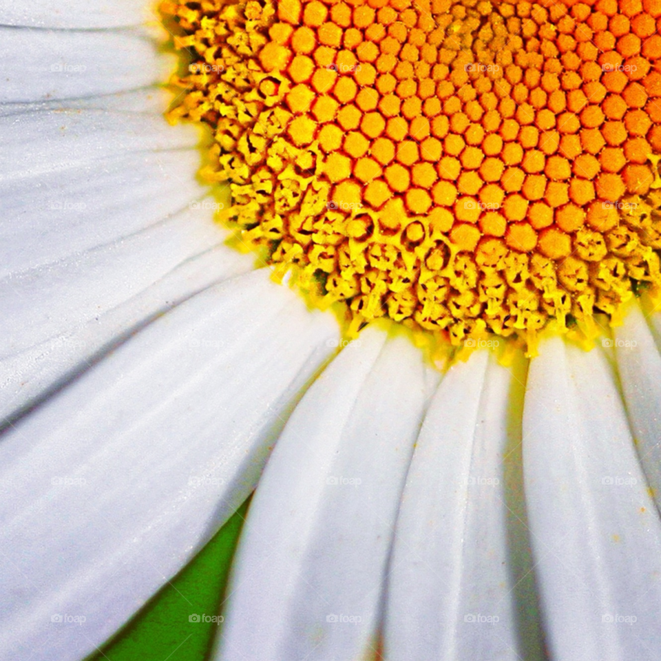 yellow flower macro closeup by lightanddrawing