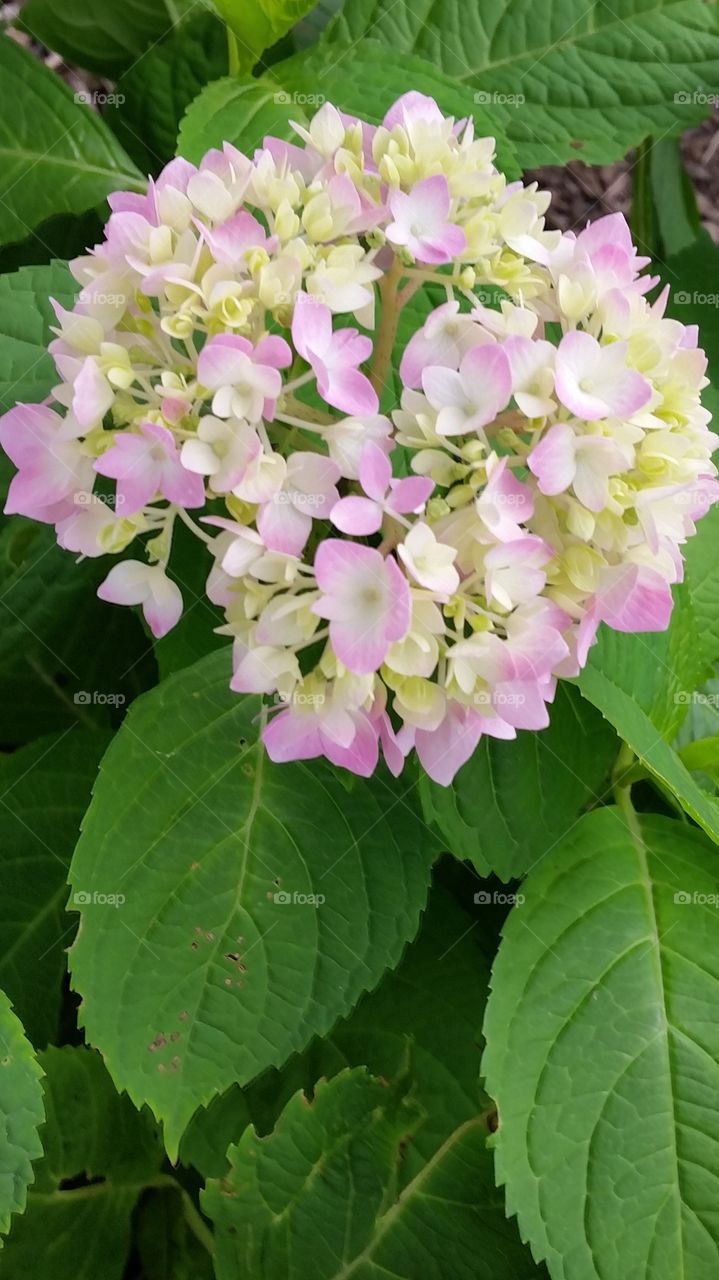 Hydrangea Bloom