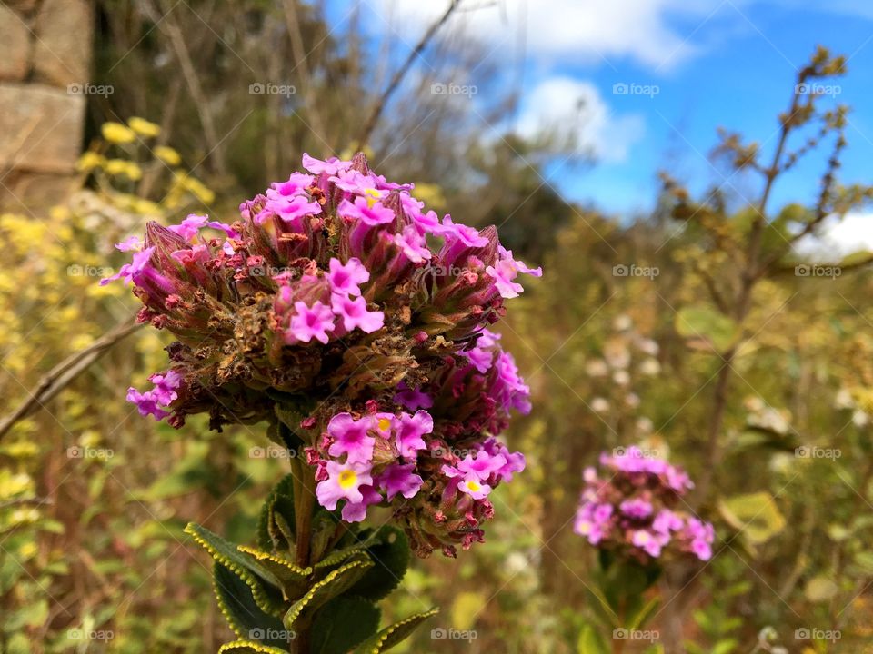 A beautiful and delicate flower in the middle of nature