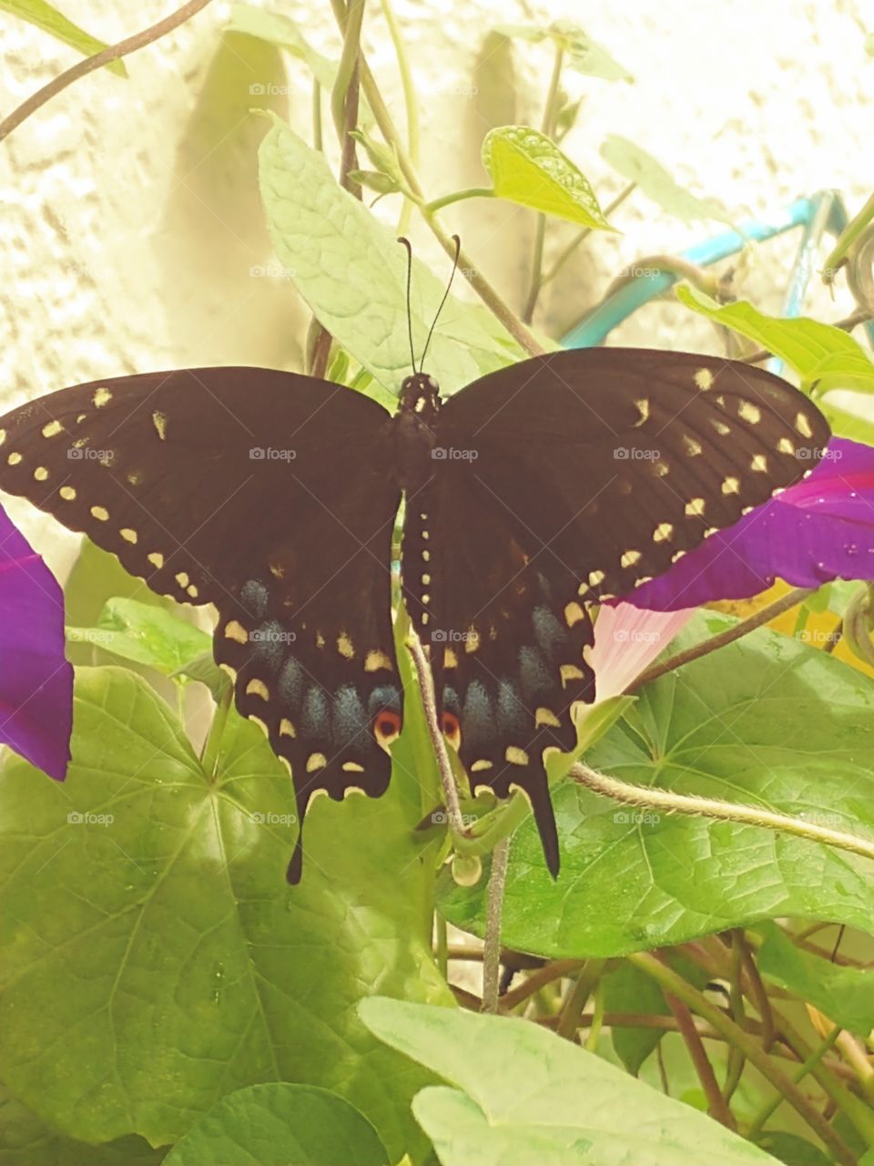 black swallow tailed butterfly