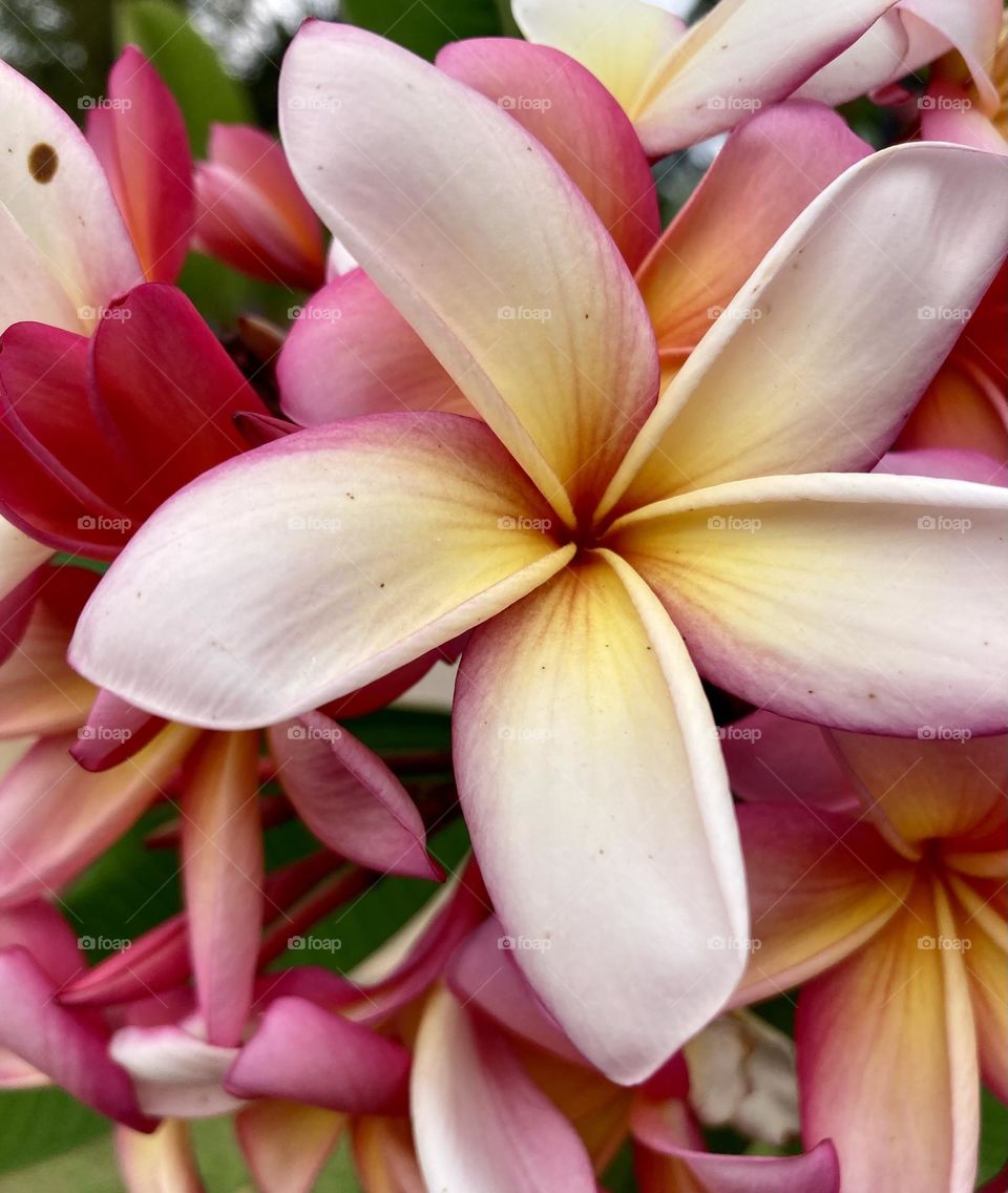 🌹 🇺🇸 Very beautiful flowers to brighten our day.  Live nature and its beauty. Did you like the delicate petals? / 🇧🇷 Flores muito bonitas para alegrar nosso dia. Viva a natureza e sua beleza. Gostaram das pétalas delicadas? 