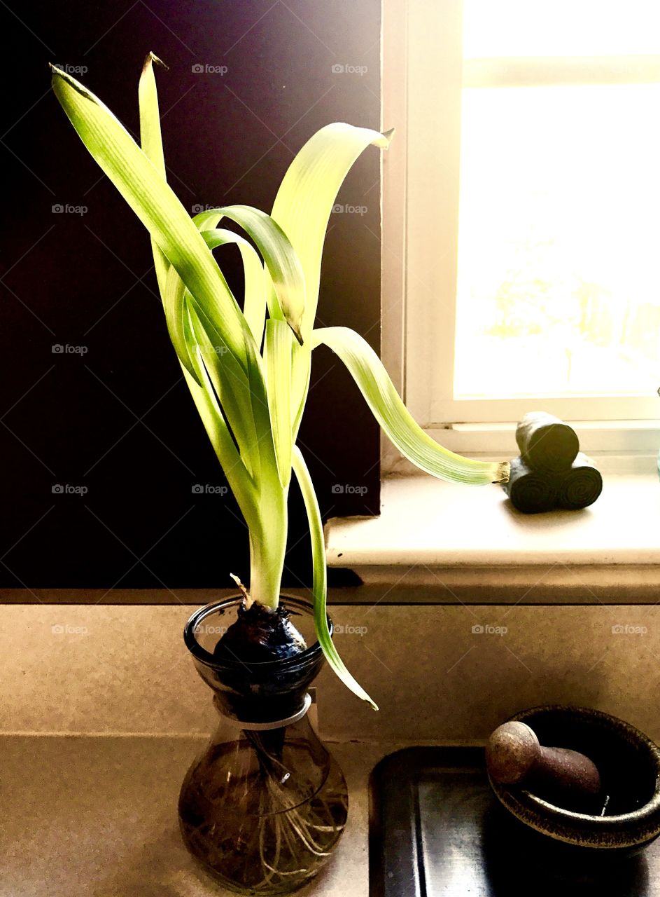 Plant on Kitchen Counter