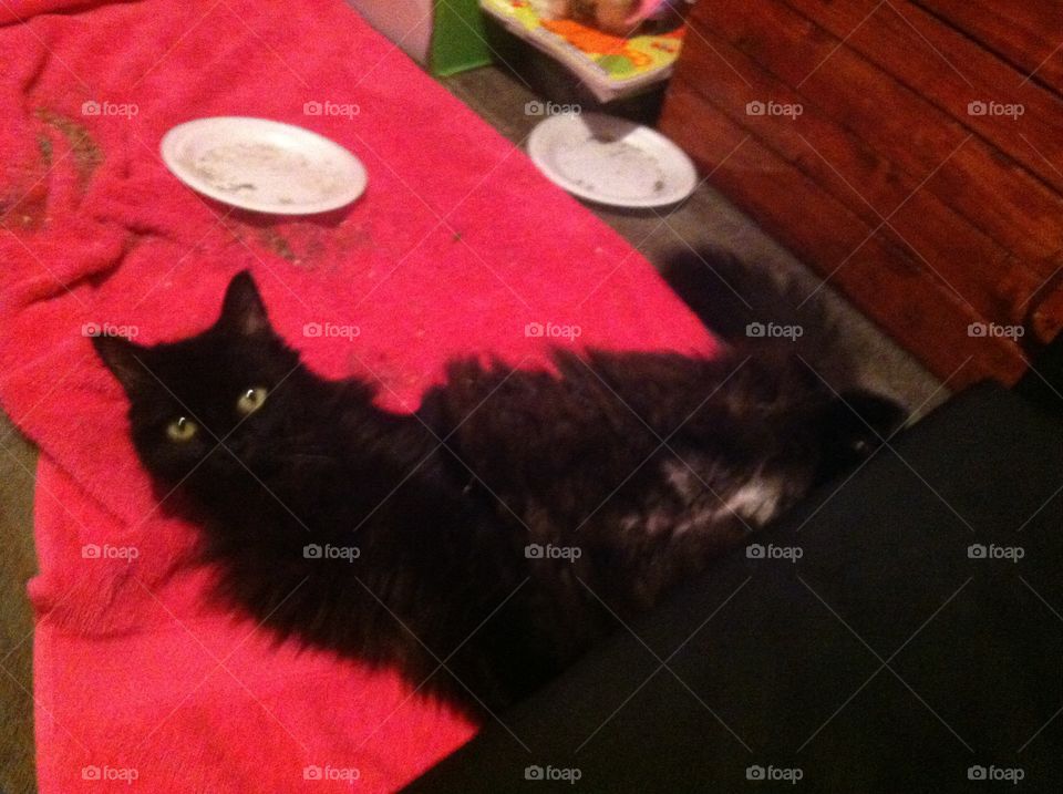 Fluffy black cat on catnip