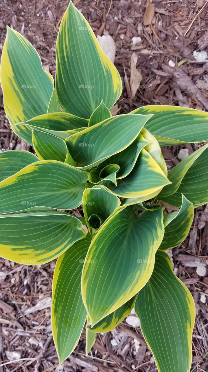 growing hosta plant in the spring