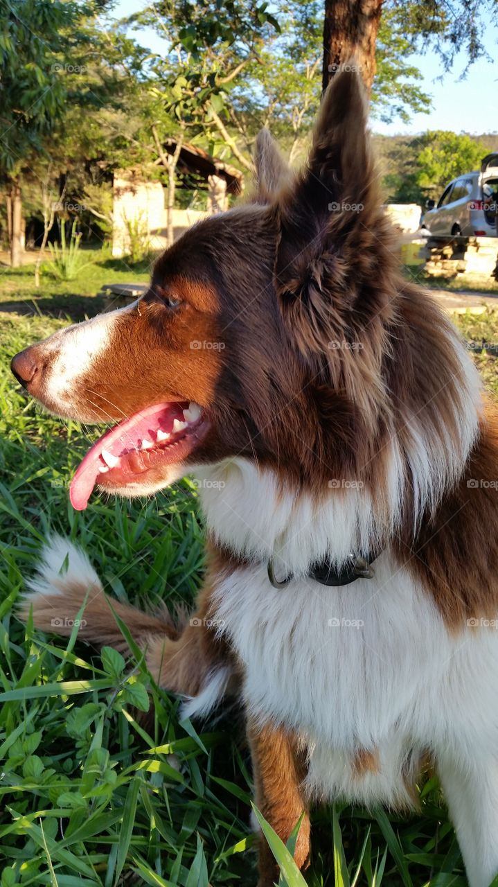 Dog sitting on grass