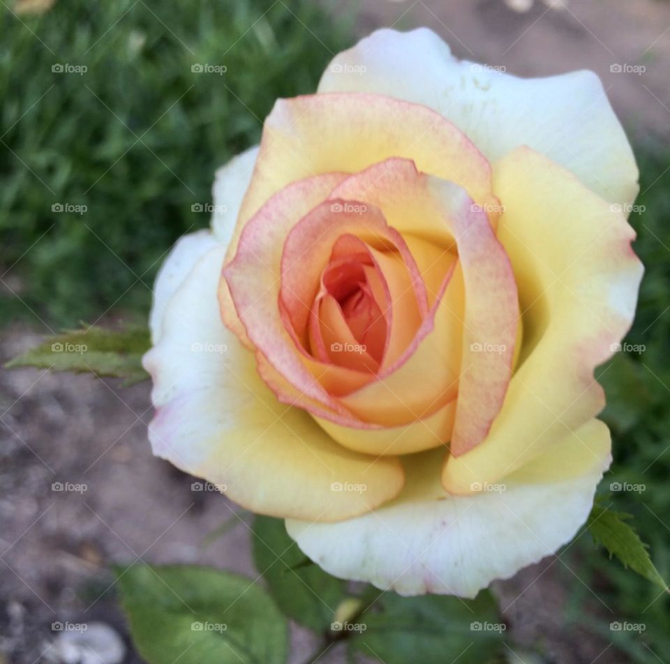 🌹 🇺🇸 Very beautiful flowers to brighten our day.  Live nature and its beauty. Did you like the delicate petals? / 🇧🇷 Flores muito bonitas para alegrar nosso dia. Viva a natureza e sua beleza. Gostaram das pétalas delicadas? 