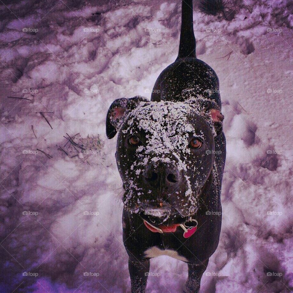 Snow dog 