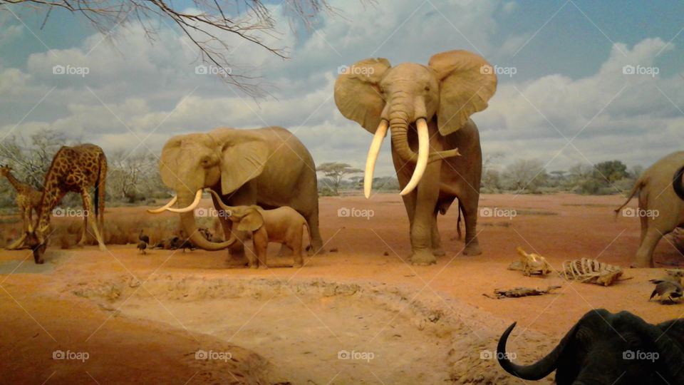 Elephant museum