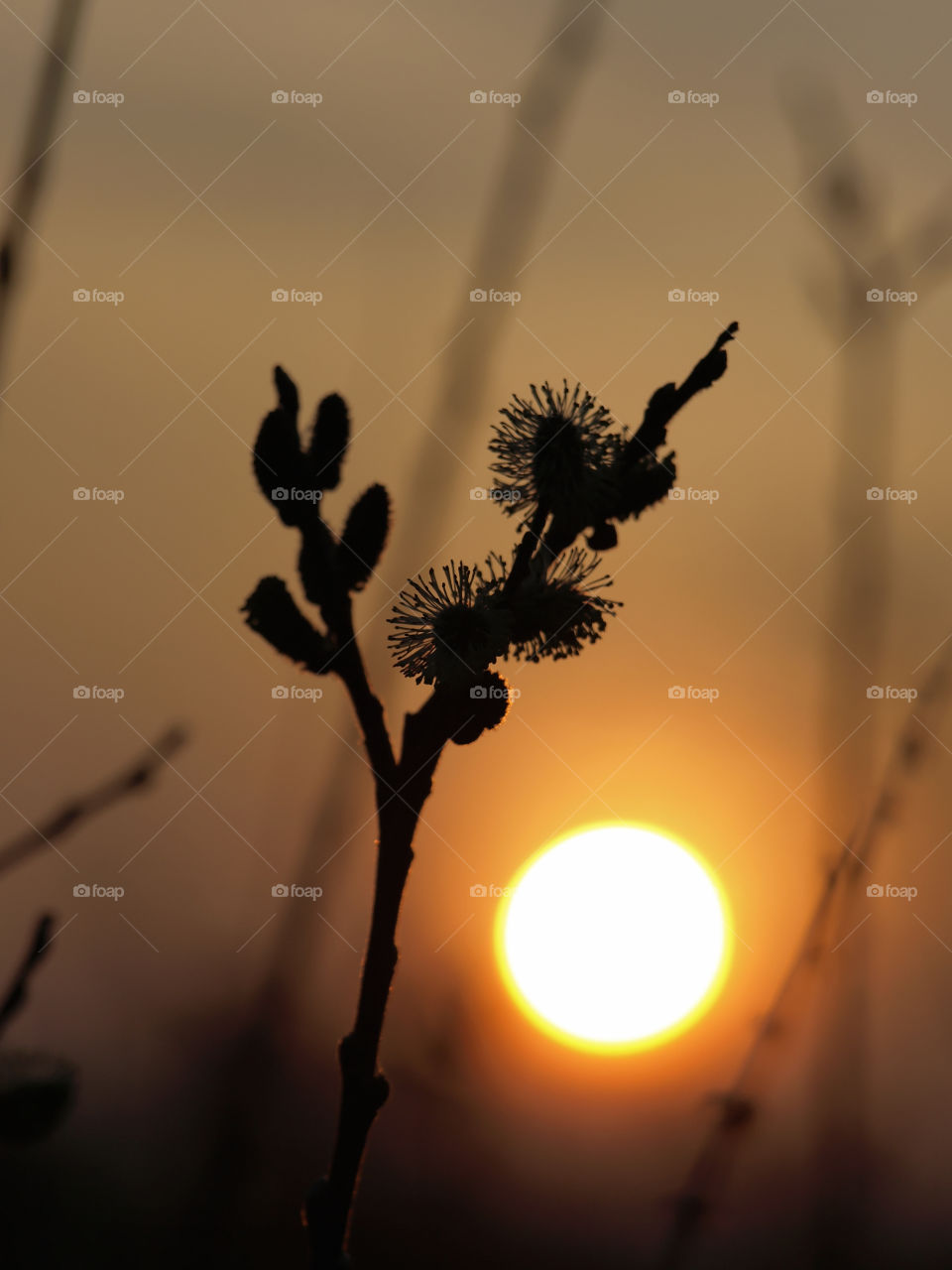 Plant silhouette against setting sun