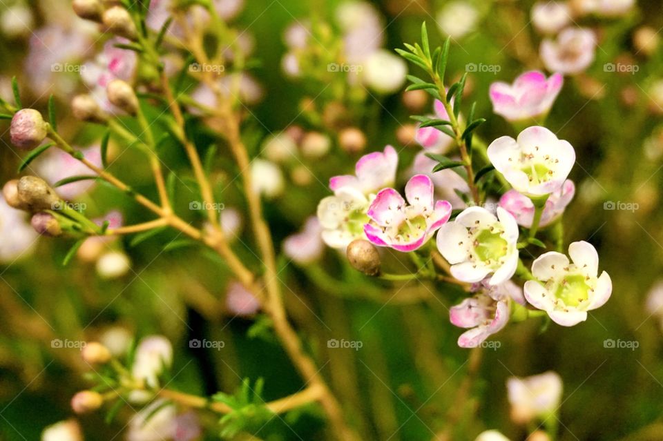 Little white and pink wax
