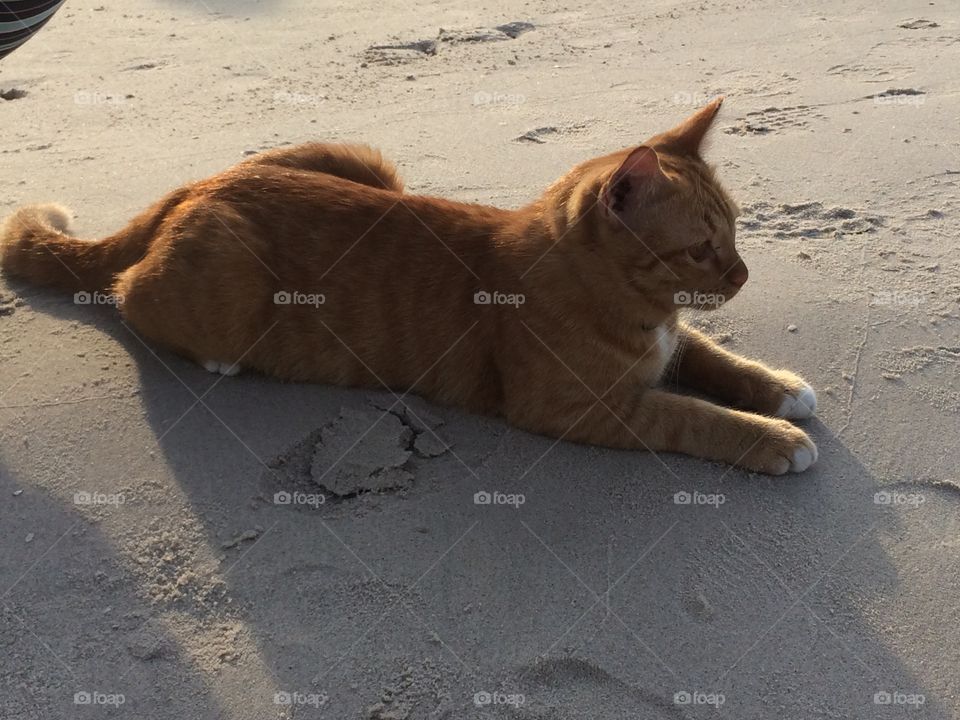 Cat on the beach