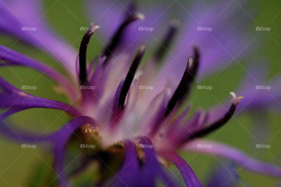 nature flower macro close up by resnikoffdavid