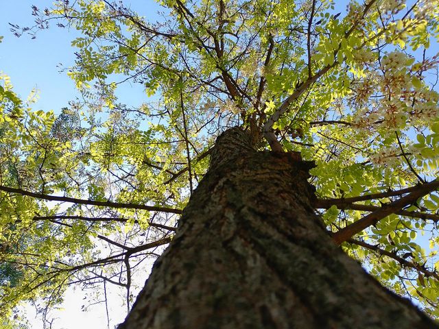 Tree in the park