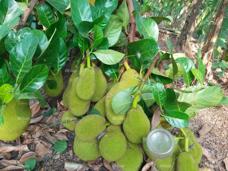 Jackfruit
