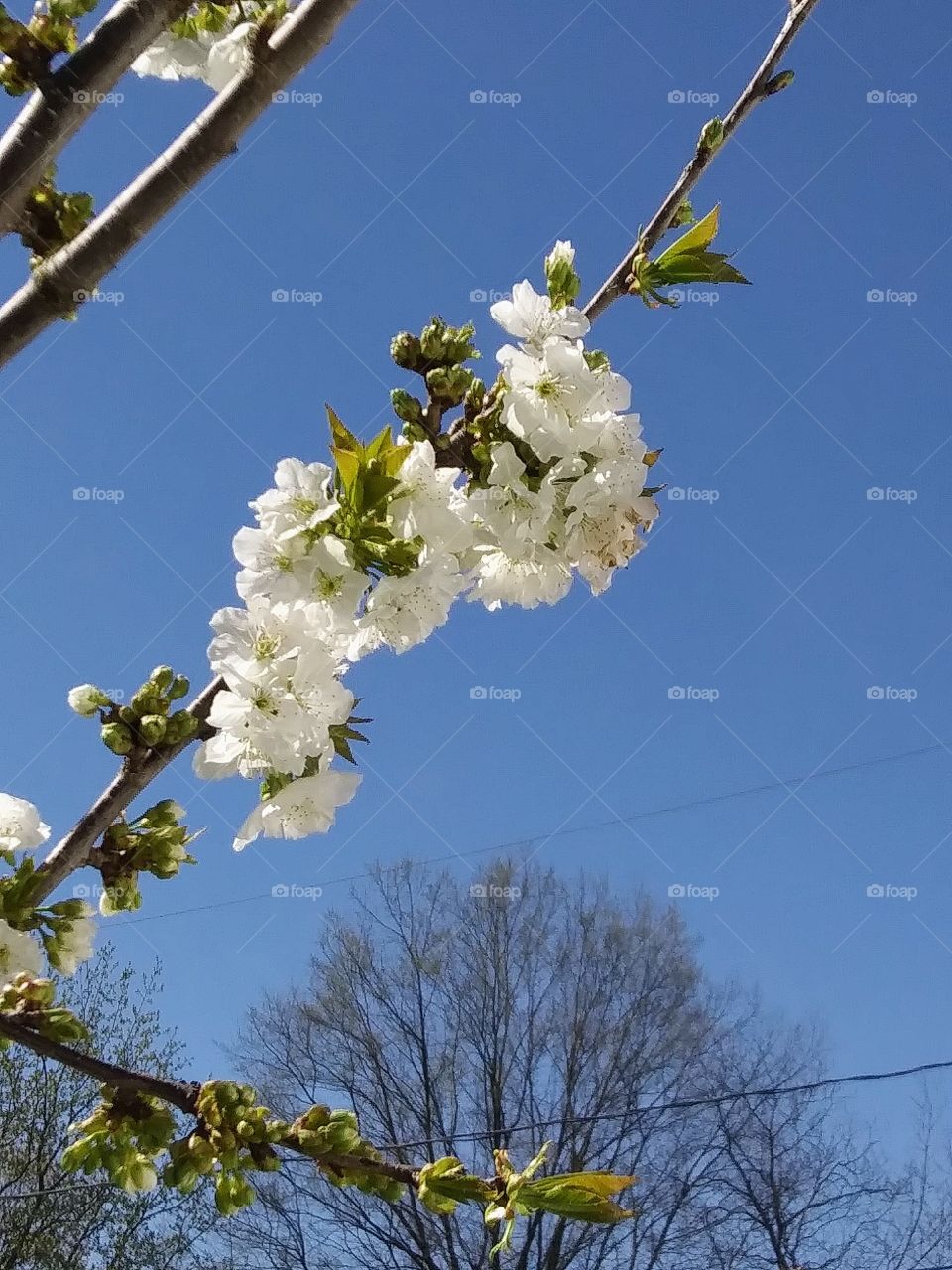 apple blossoms in spring