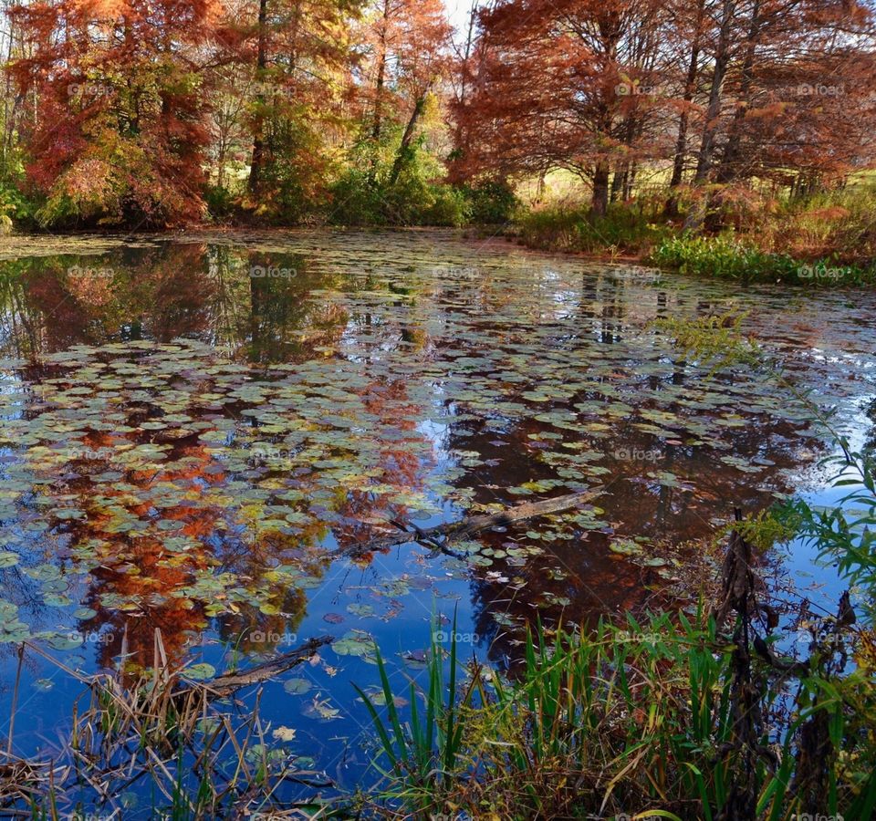 Autumn Pond