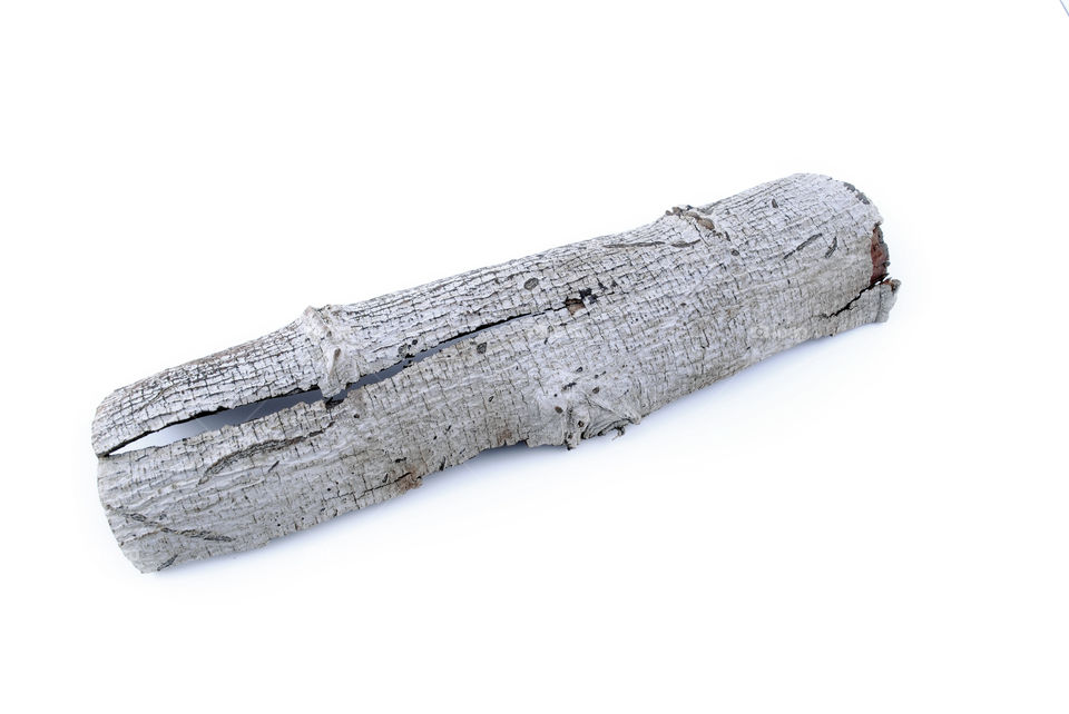 Close up peel tree background isolated