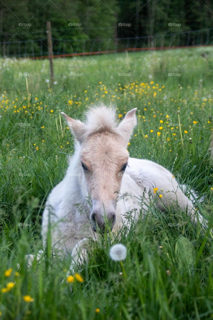 A tiny almost New born ponni, enjoy the springday very much,lying in the gras and smell at the flowers.