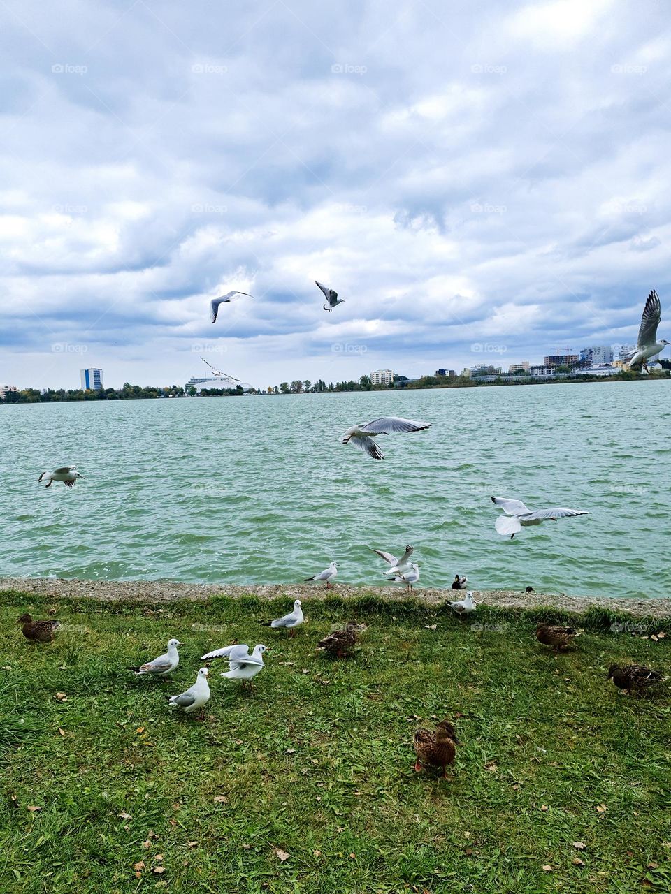 Tabacariei lake, Constanta