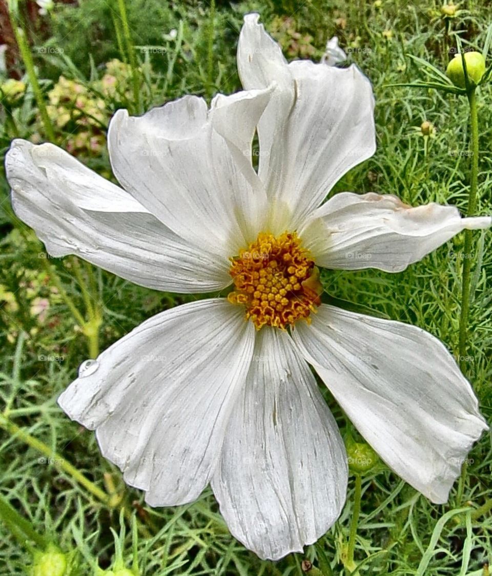 Simple white flower 