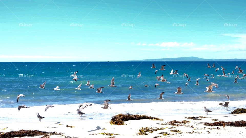 Flight of the sea birds. White Sea birds (sea gulls) taking off from the beach