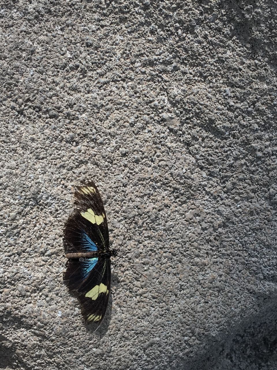 Butterfly  Background.