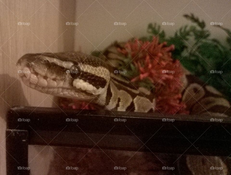 Rocko the royal python
