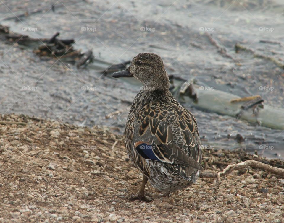 Young Duck on the Lakeshore