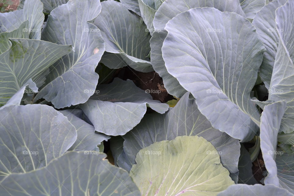 Cabbage 