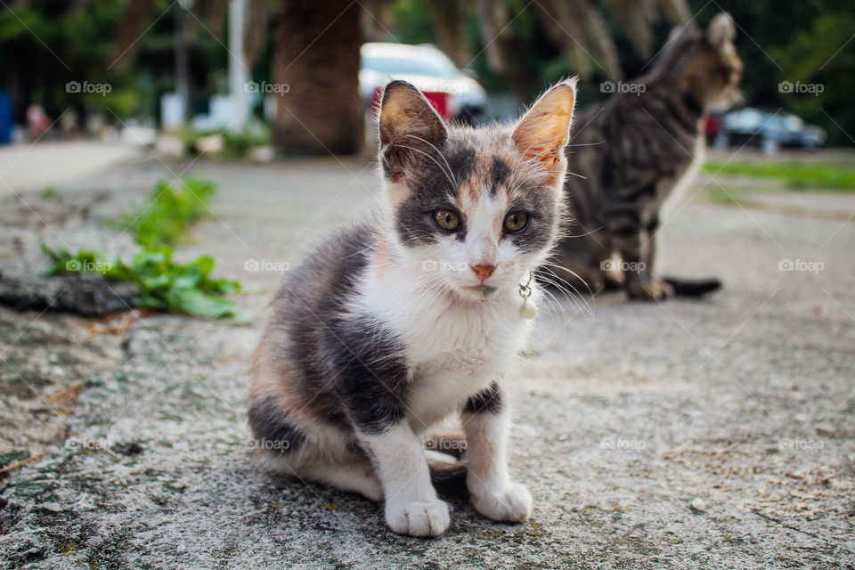 A cat cub on the streat near the cat shullter