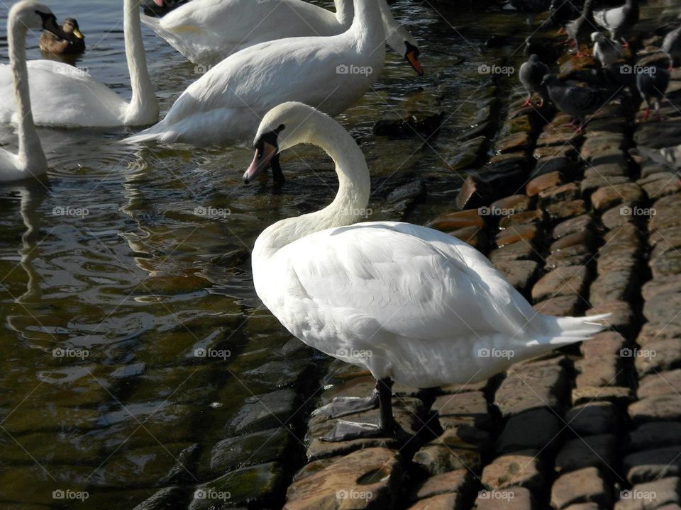 White swan on the Prague promenade