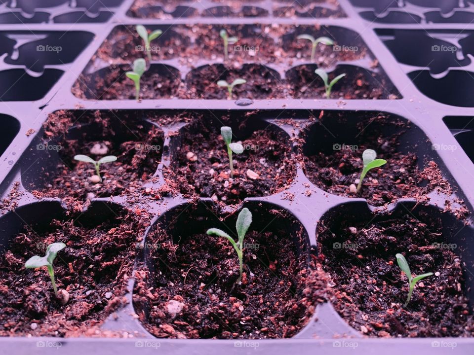 Angled view of a tray of seedlings under a grow light