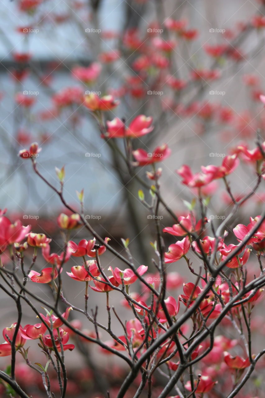 Pink dogwood tree with spring blossoms 
