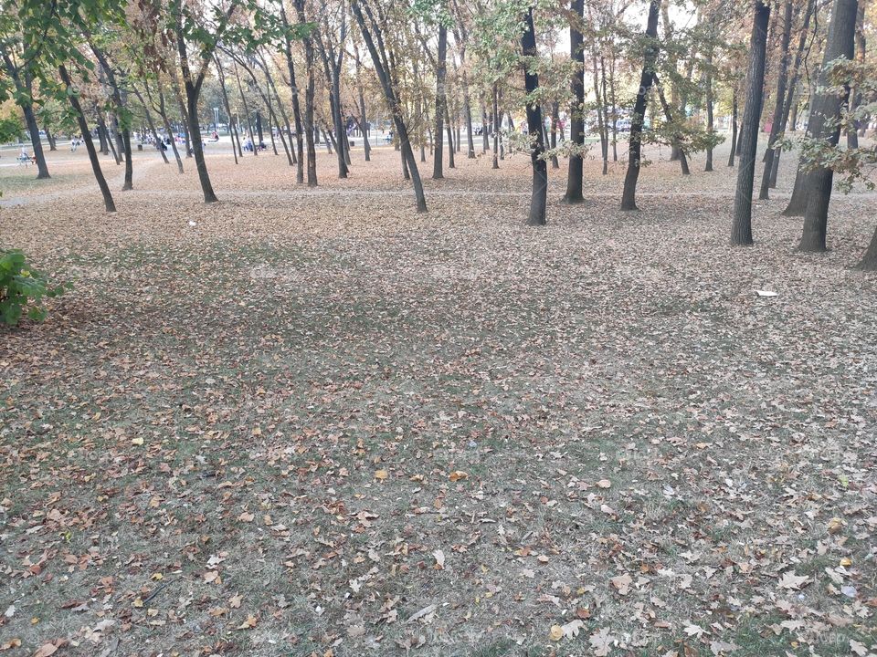 Autumn in park nature landscape