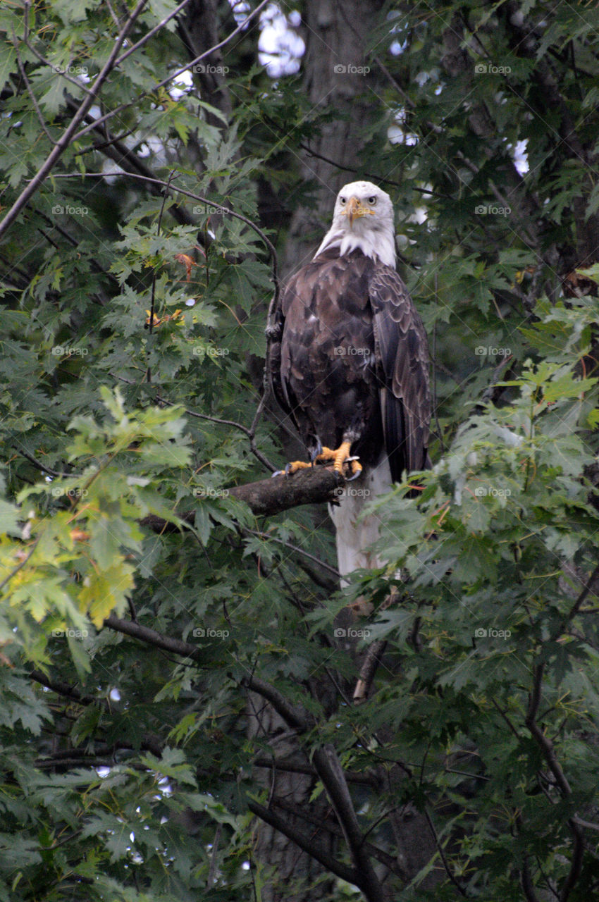 Bald eagle at East Dubuque, Illinois. 
