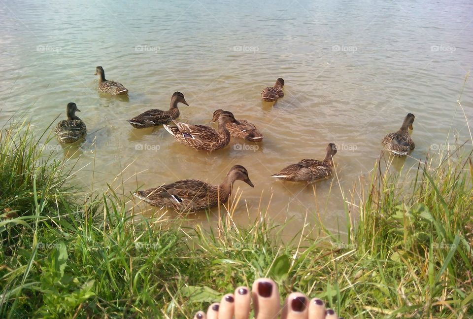 Duck, Water, Nature, Bird, Lake