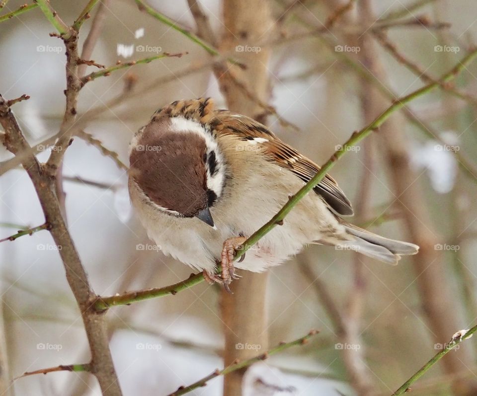 Sparrow