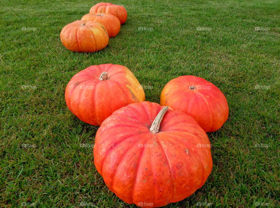 Fall, Garden, Pasture, Leaf, No Person