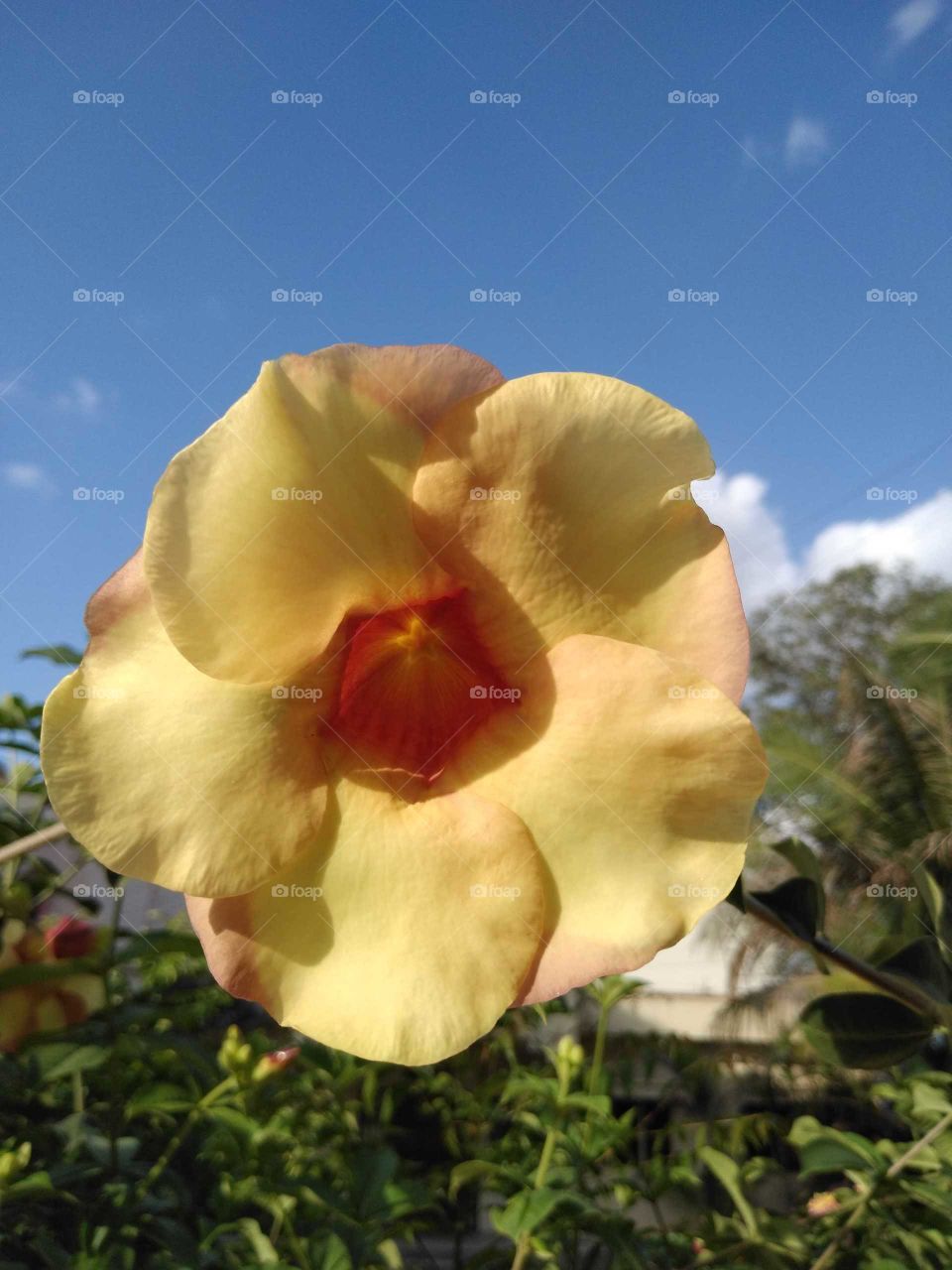 beautiful yellow flower in a garden