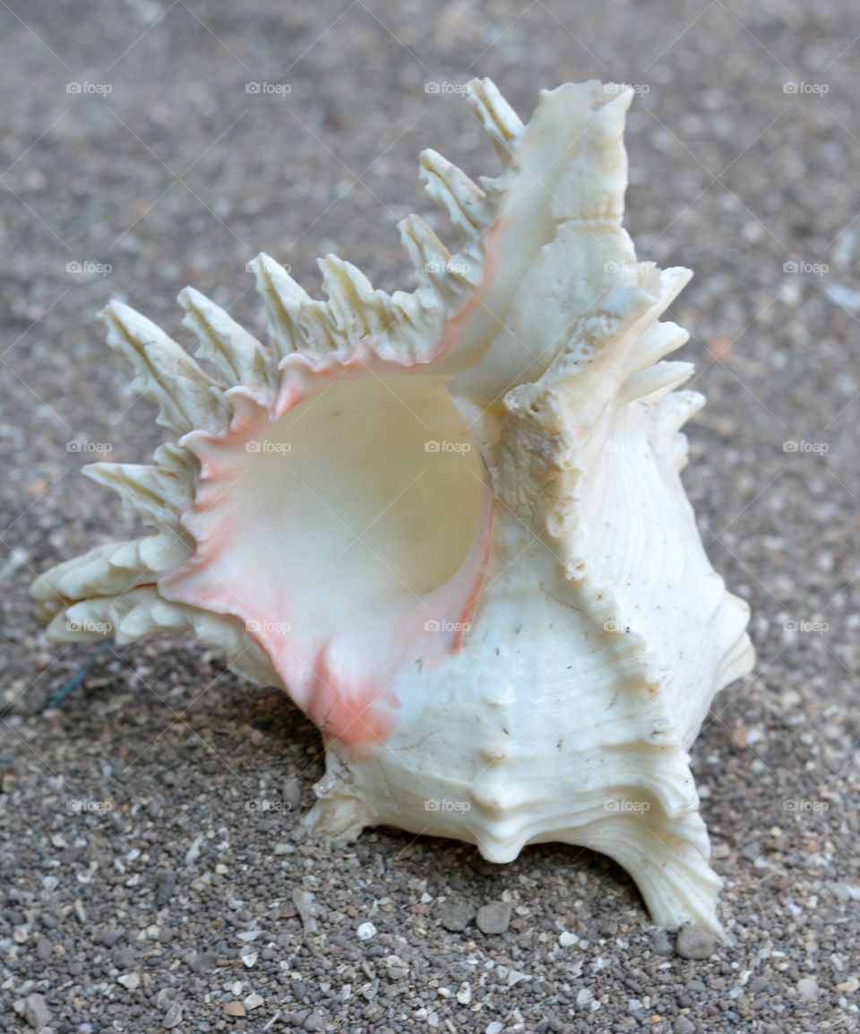 Seashell on sand