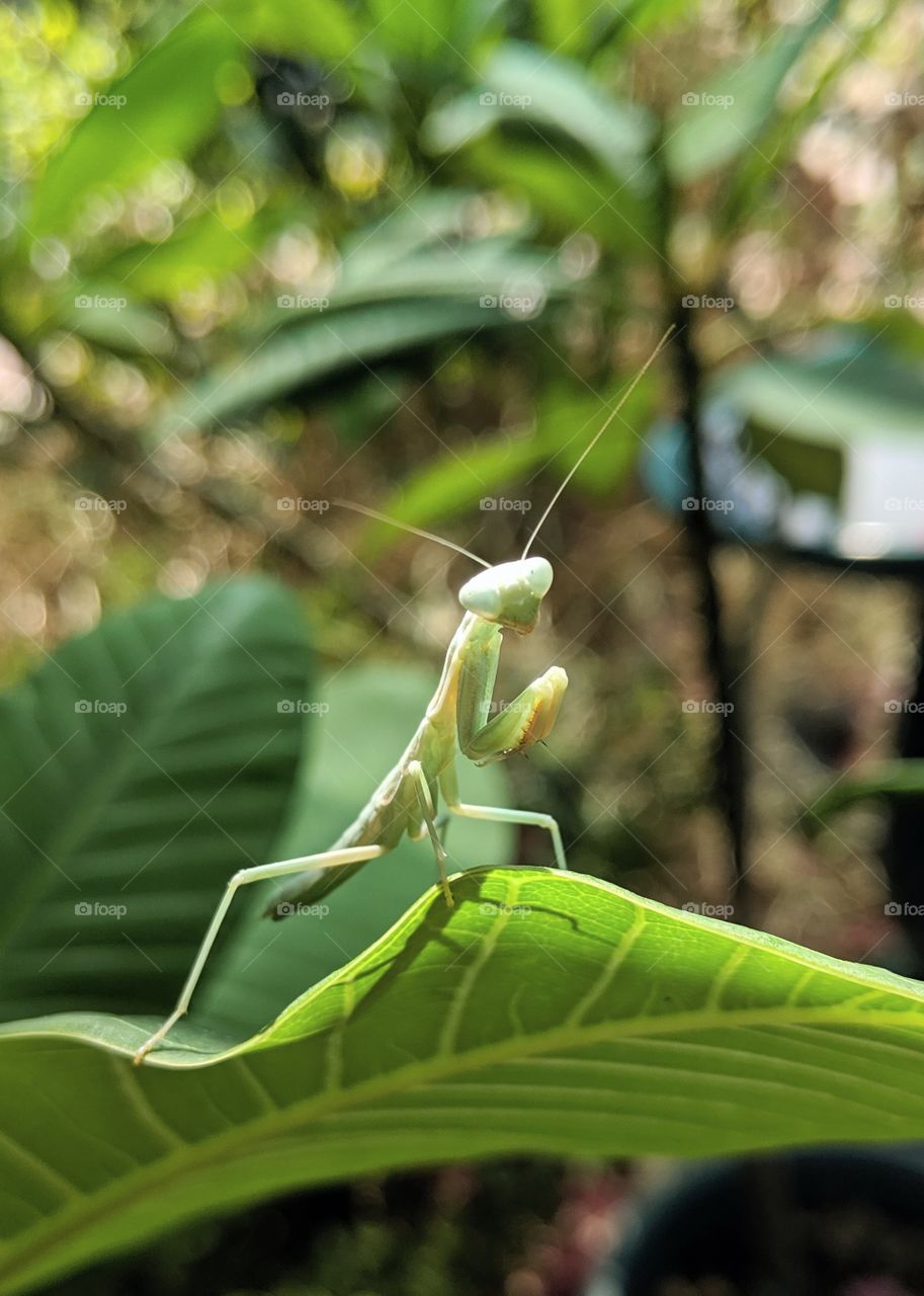 Praying Mantis sitting on a tropical leaf watching the camera.