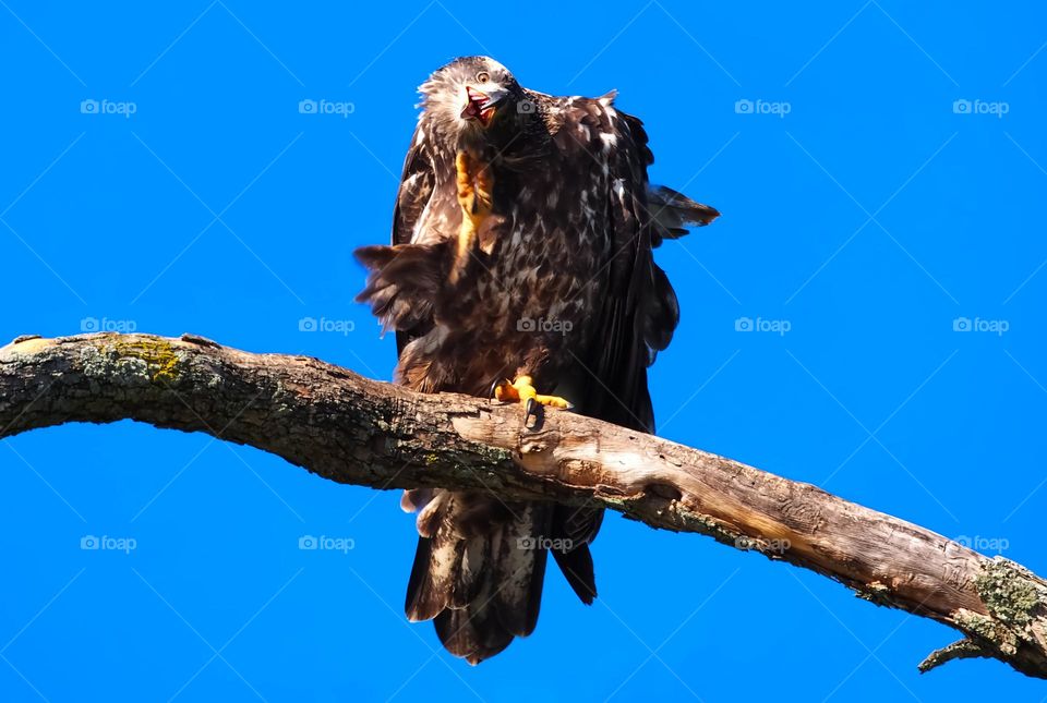 Adolescent Bald Eagle acting silly 