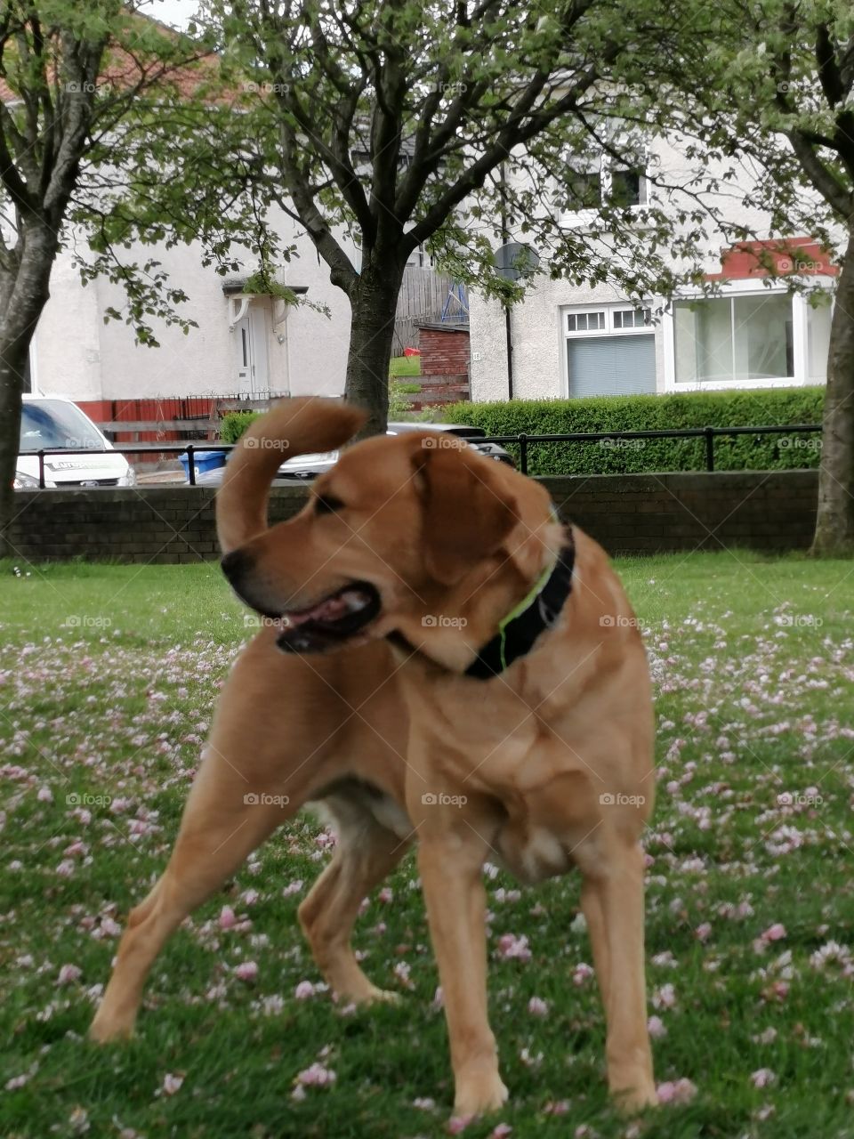 Golden labrador