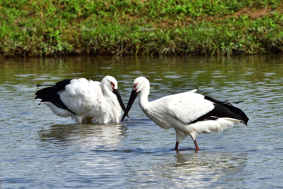 Beautiful and cute bird