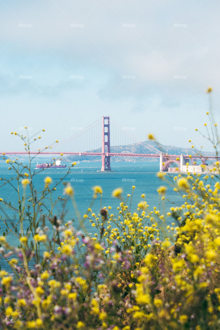 San Francisco Golden Gate Bridge in Spring yellow flowers with beautiful clouds and ocean breeze while a boat ship passes below.
