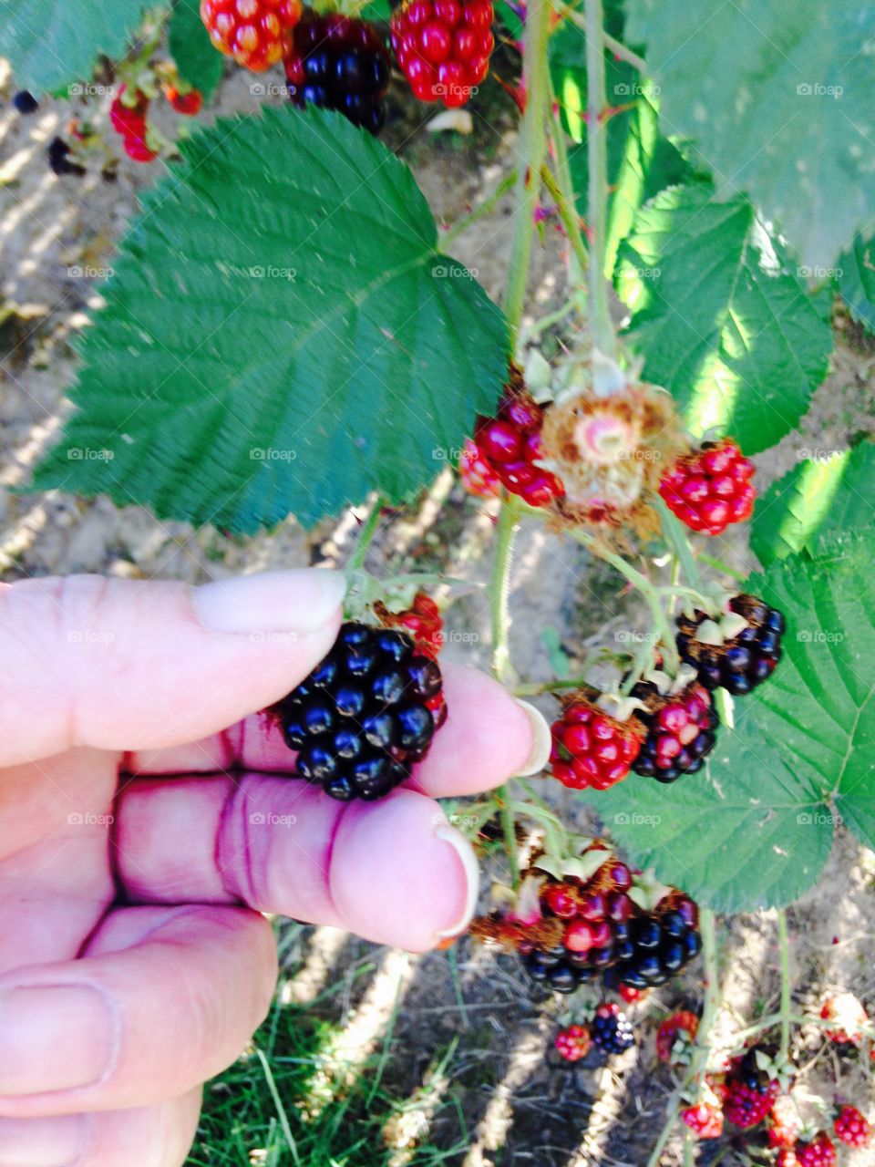 Picking blackberries 