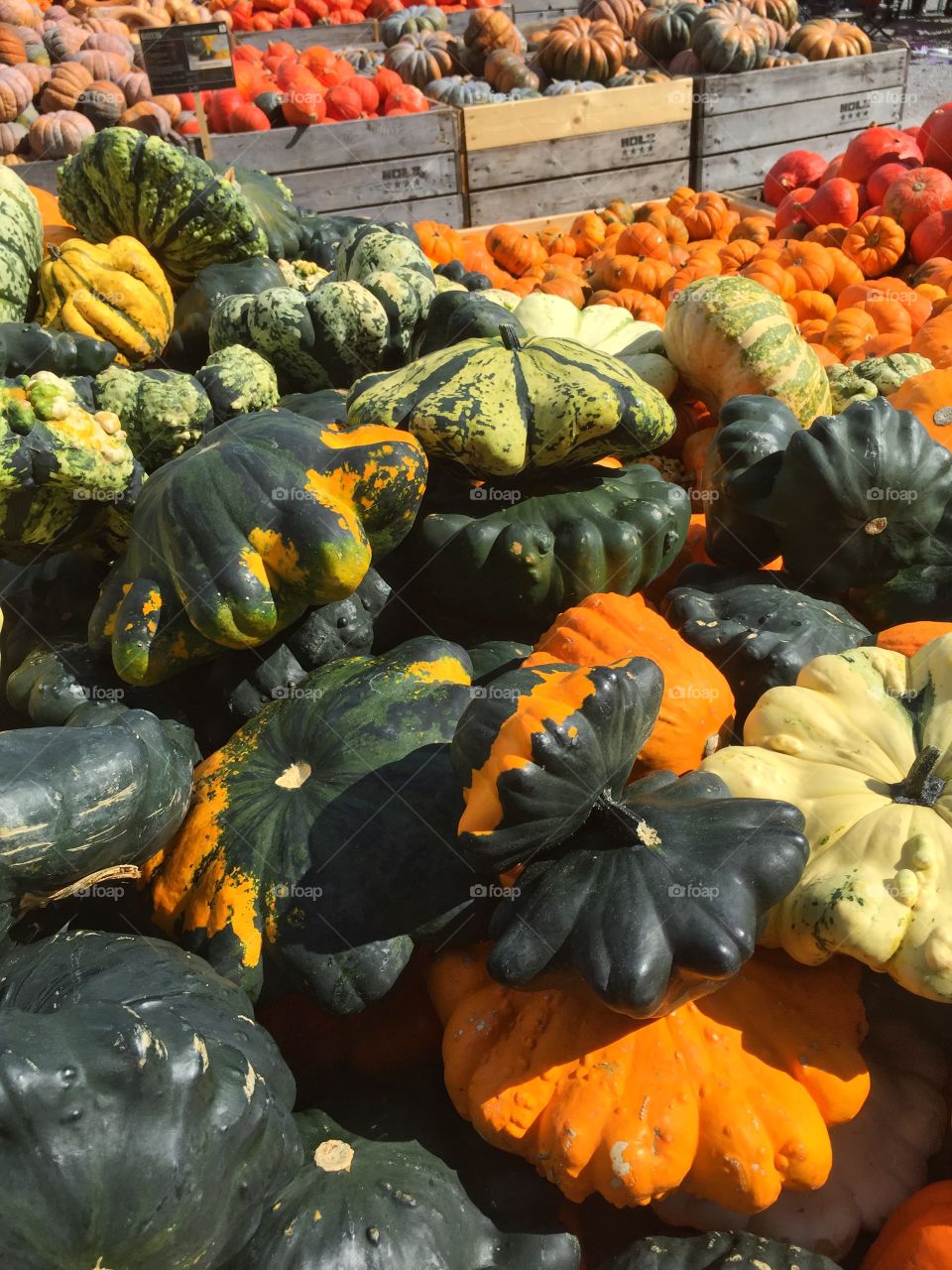 Close-up of pumpkins