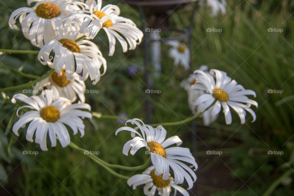 Daisies 