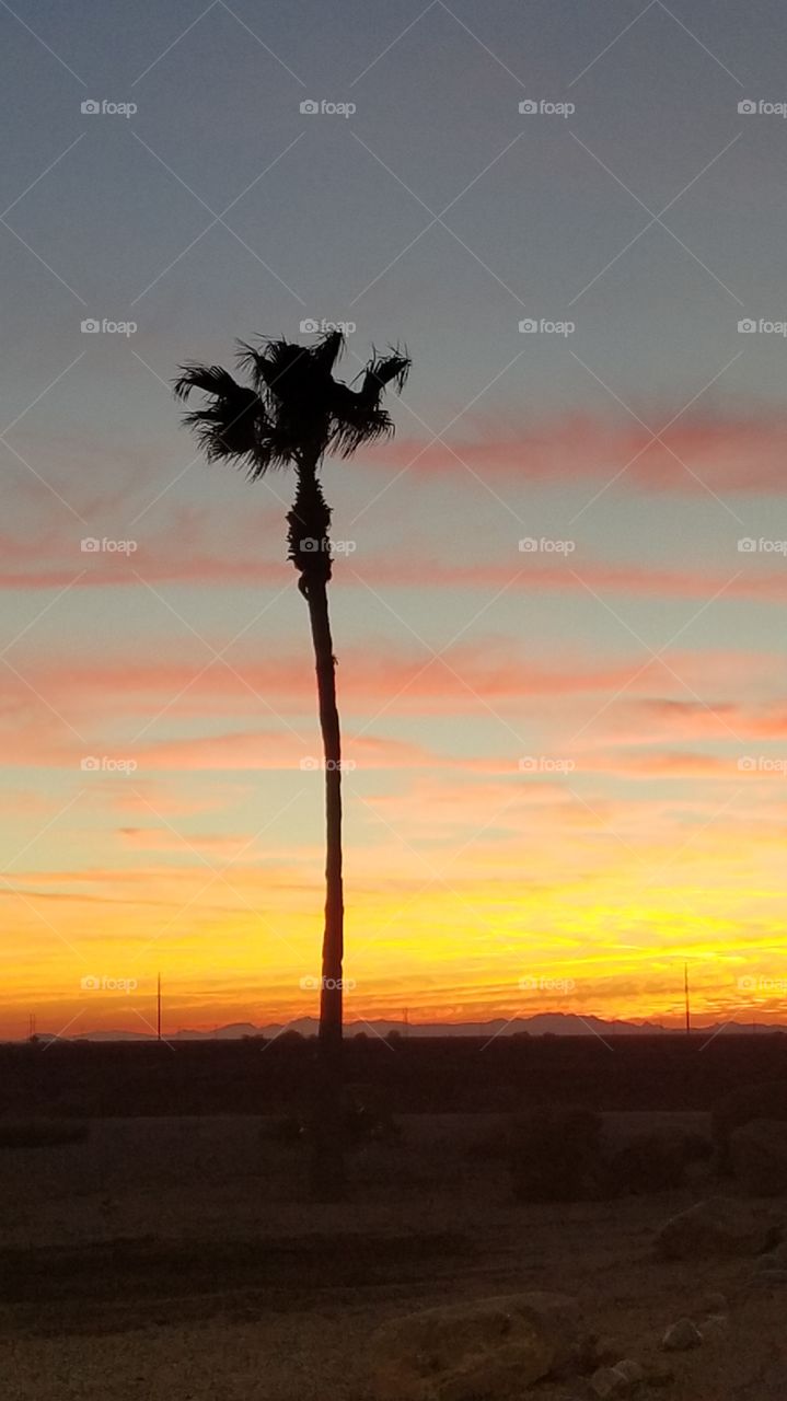 classic palm tree desert sunset