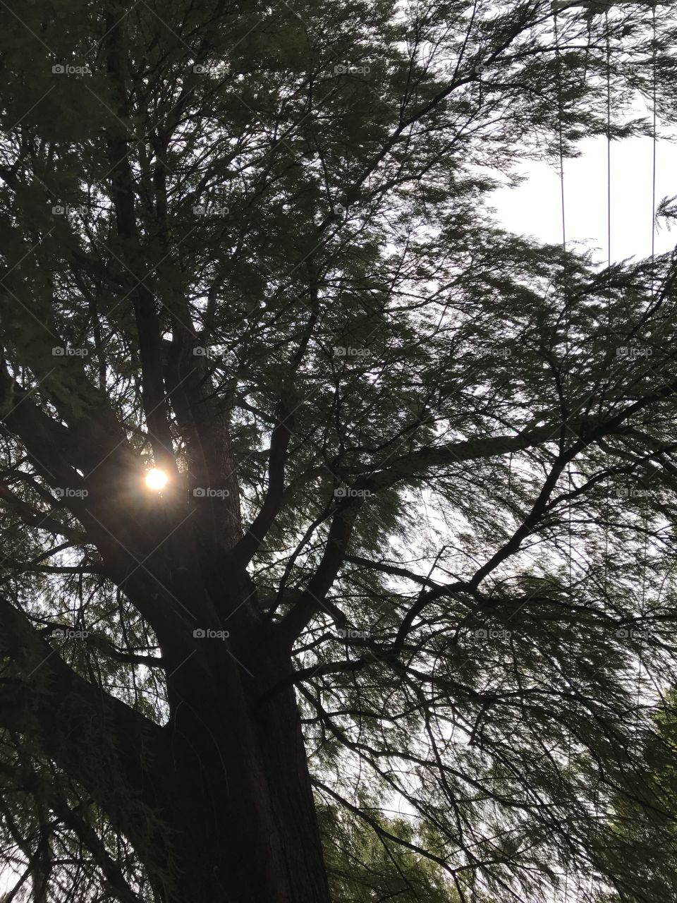 Tree sun